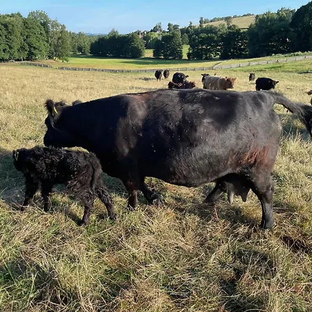 Ferienwohnung-ferienhaus Am Picho Casa vacanze Arnsdorf (Doberschau-Gaussig, Bautzen)