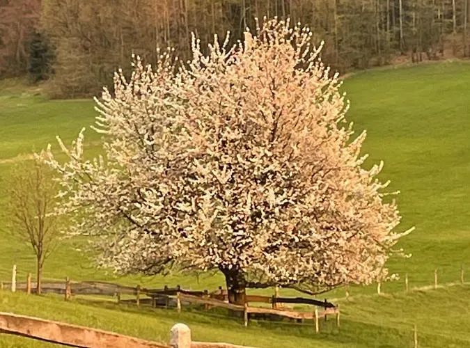 Ferienwohnung-ferienhaus Am Picho Arnsdorf (Doberschau-Gaussig, Bautzen)