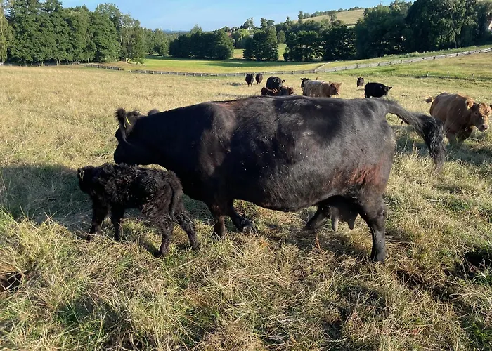 Ferienwohnung-ferienhaus Am Picho Holiday home Arnsdorf (Doberschau-Gaussig, Bautzen)